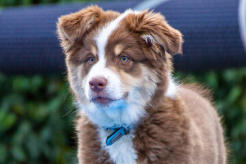 Dog, three month old Australian Shepherd