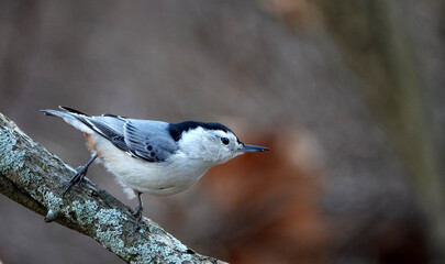 White-breasted Nuthatch