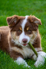 Dog, three month old Australian Shepherd