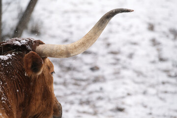 Texas longhorn cow horn with winter snow background.