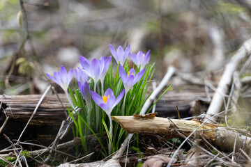 Obraz premium A group of purple crocuses in the forest in February