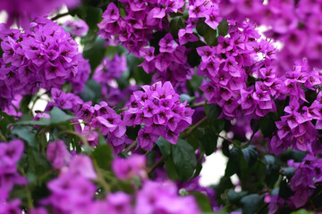 Purple bougainvillea flowers in a garden. Selective focus.