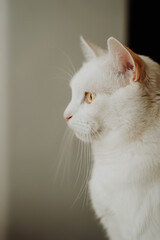 portrait of a cat