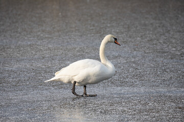 swan on ice