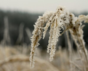 Frost on trees on a cold Winters day stock photo