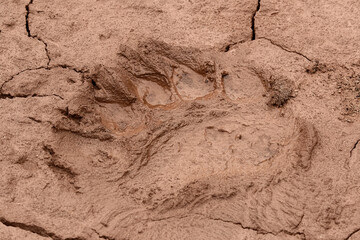 Polar bear footprint in mud along beach, Svalbard, Norway.