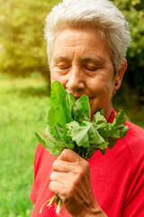 old lady with white hair smelling fresh dandelion leaves. elderly person doing activities in the field. collecting plants.