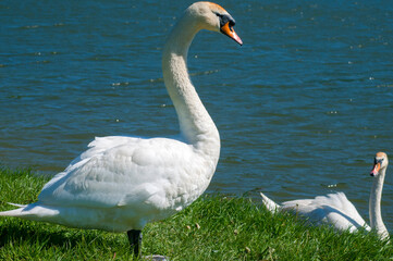 White swan onlake shore. Swan on beach. Swan on shore