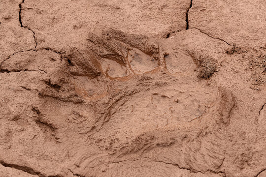 Polar Bear Footprint In Mud Along Beach, Svalbard, Norway.