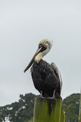 Brown pelican