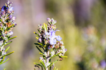 honey bee on rosemary flower