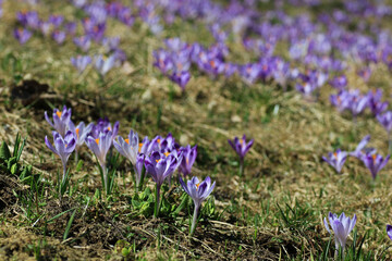 Crocuses in Chocholowska Valley, Tatra Mountains, Poland
