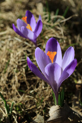 Crocuses in Chocholowska Valley, Tatra Mountains, Poland
