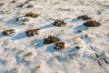 Close-up of fresh molehills in the snow. Footprints of a hare or a rabbit are visible between the molehills. The photo was taken on a sunny winter day.