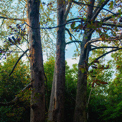 trees in the woods