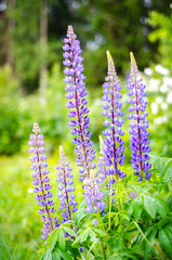 Lupinus. Russia, Moscow Region 2017.