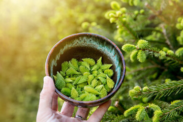 Picked spruce tree Picea fresh tips in spring outdoors from growing spruce tree. Food and herbal...