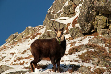 Tatra chamois in Czerwone Wierchy - Red Peaks, mountain range in Western Tatras, Poland 