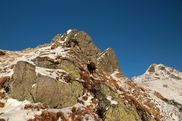 Tatra chamois in Czerwone Wierchy - Red Peaks, mountain range in Western Tatras, Poland 