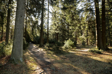 Footpath in the woods in Tatra National Park, Poland