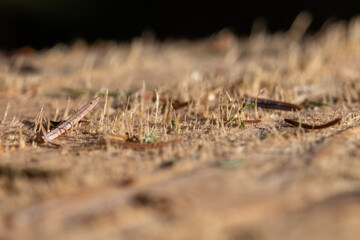 Macro wood cross section. Closeup of round slice of tree with annual rings and cracks.