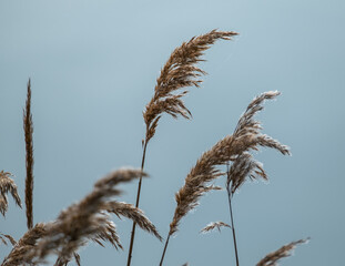 Ears of wheat with dew drops