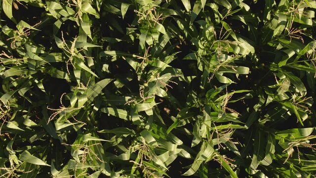 Volando cerca de un campo de maiz un d&iacute;a de verano con viento