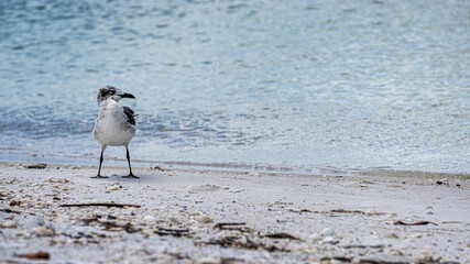Seagull at the beach with water and sand