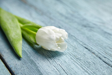 Fototapeta na wymiar White tulip flower on light blue background
