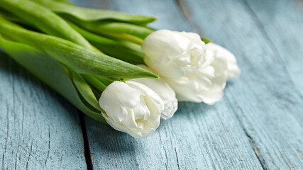Flowers, white tulips on light blue wooden background