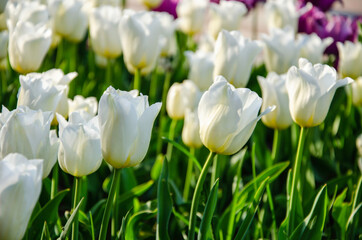 White flowers of tulips close up nature background