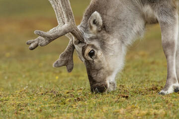 Reindeer, Svalbard, Norway.