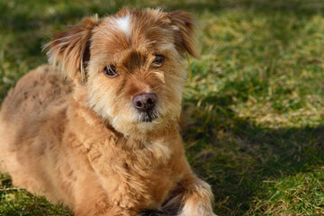 A small brown mongrel dog sits on a green meadow in springtime and looks into the camera