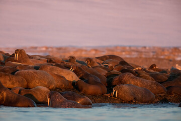 Norway, Svalbard, Kvitoya. Walruses lie on beach at sunset.