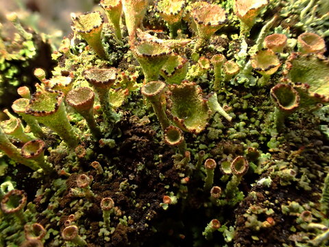 Cladonia