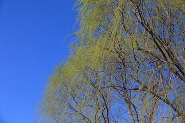 Willow canopy in the background of blue sky