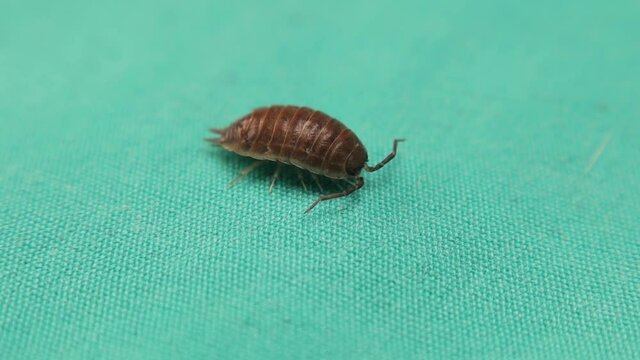 Woodlouse on a green background.
wood louse isolated.
It's also called a woodlice, wood lice and slater.
close up of a insect, bug.
insects, animals, animal, bugs.
wildlife, wild nature, forest, woods