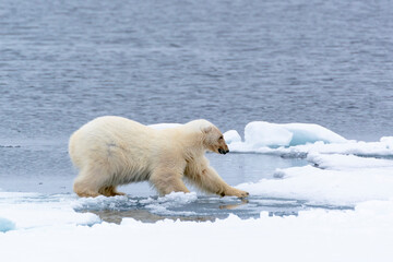 North of Svalbard, pack ice. A polar bear jumping over an open lead of water in the ice.