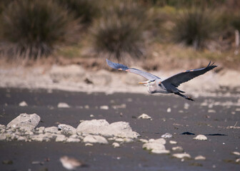 A Great Blue Heron (Ardea herodias) takes flight at the Malibu Lagoon SB, Malibu, CA.