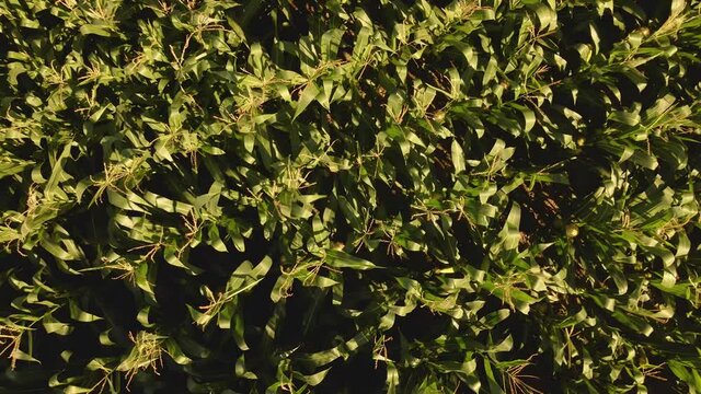 Zoom out de un maizal un d&iacute;a de verano con viento