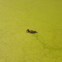 duck in mossy pond