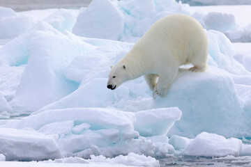 Obraz na płótnie Canvas North of Svalbard, pack ice. Portrait of a polar bear walking on the pack ice.