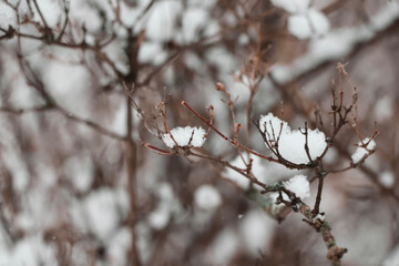 snow covered branches