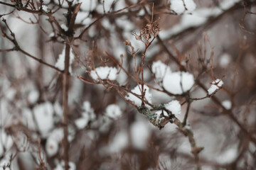 snow covered branches