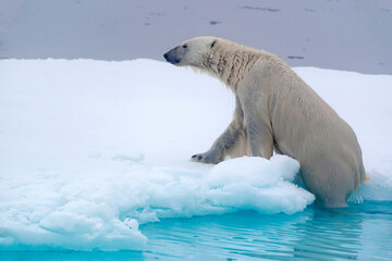 Fototapeta na wymiar North of Svalbard, pack ice. A polar bear emerges from the water onto the pack ice.