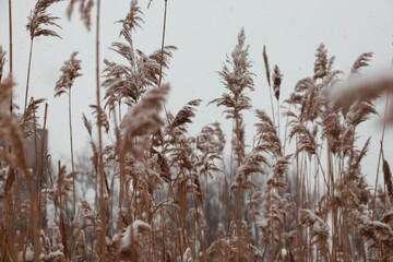 reed in the wind