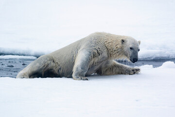 Fototapeta na wymiar North of Svalbard, pack ice. A polar bear emerges from the water.