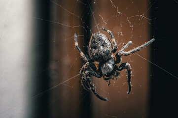 spider on the balcony