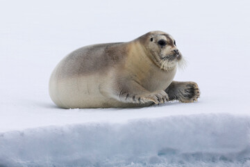 North of Svalbard, the pack ice. A portrait of a young bearded seal hauled out on the pack ice. © Danita Delimont