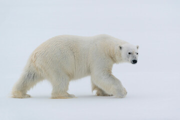Fototapeta na wymiar North of Svalbard, pack ice. A portrait of a polar bear on a large slab of ice.